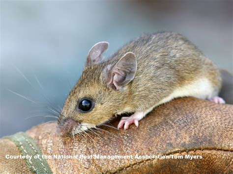 Common Types of Rodents - Different Rodent Types