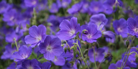 Hardy Geraniums - An All-Season Blooming Perennial For Your Landscape