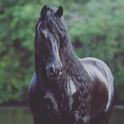 Top 300 Black Horse Names | Pet Press