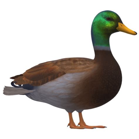 Download free STL file real duck • 3D print object ・ Cults