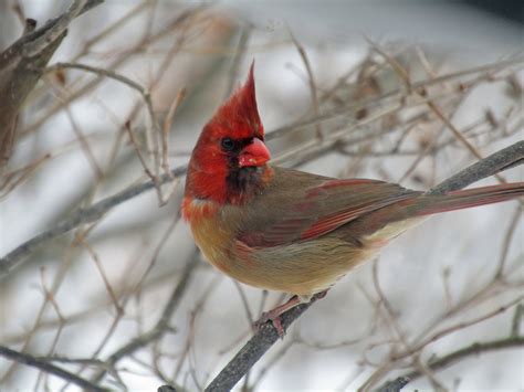 Female Cardinsl - Female cardinal at feeder with bird call подробнее. - bmp-review