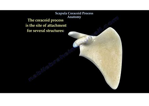 Coracoid Process — OrthopaedicPrinciples.com