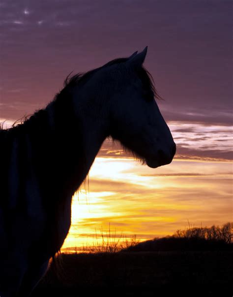 Wild Horse Sunset Photograph by Ron McGinnis | Pixels