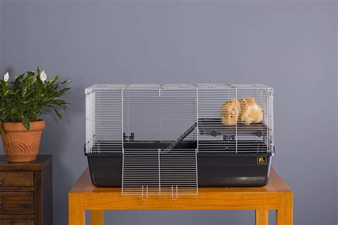 6 Of The Best Guinea Pig Cages To Buy This Year