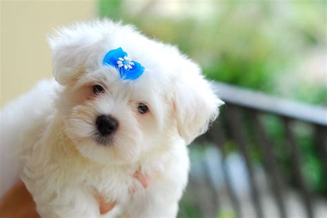 White Maltese Puppies Images & Pictures - Becuo