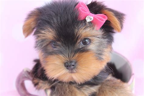 Beautiful Teacup Yorkie Puppies Miami Ft. Lauderdale Area | Teacups, Puppies & Boutique