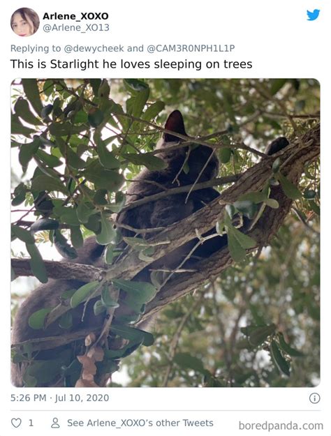 30 Cats Showing Off Their Skills At The Difficult Art Of Sleeping In Trees | Bored Panda