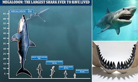 Ini Penyebab Kepunahan Megalodon, Monster Lautan Mengerikan - Mongabay.co.id : Mongabay.co.id