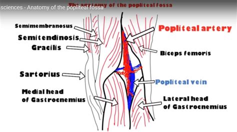 Anatomy of the Popliteal Fossa — OrthopaedicPrinciples.com