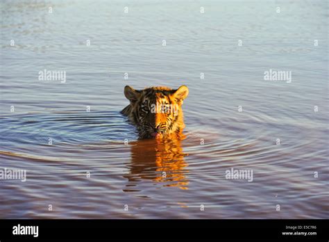 Tiger habitat loss hi-res stock photography and images - Alamy