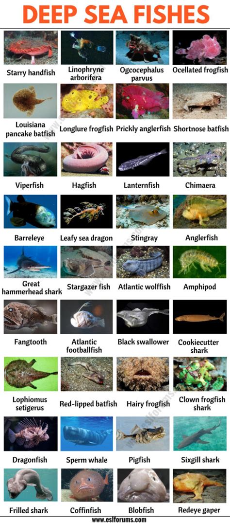 Deep Sea Fish: List of 35+ Types of Fish that Live in the Deep Sea - ESL Forums