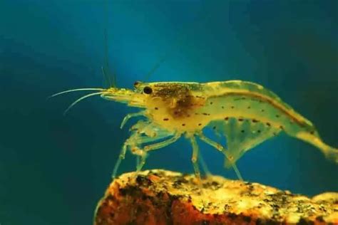 13 Freshwater Aquarium Shrimp - Best Shrimp For Your Tank