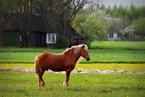 Open-Air Museum of Lithuania - Kaunas - Arrivalguides.com