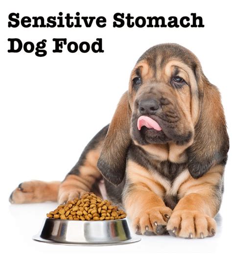 Best Dog Food For Sensitive Stomach: Review Of The Top Choices