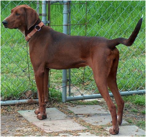 Redbone Coonhound - Puppies, Breeders, Pictures, Facts, Training | Animals Breeds