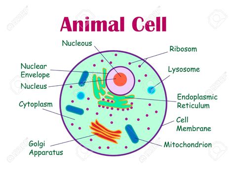 Plant Cell And Animal Cell Diagram Labeled