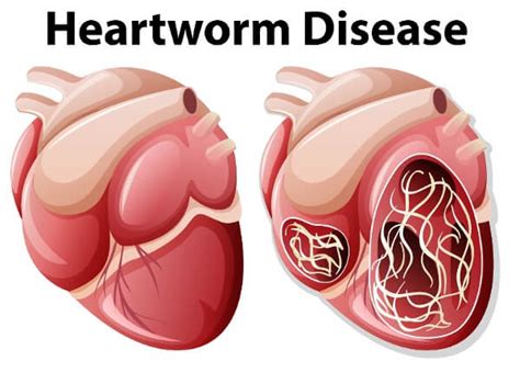 Heartworm symptoms in dogs - the silent killer