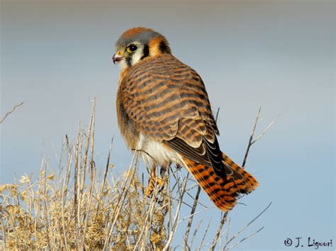 American Kestrel Fact Sheet – HawkWatch International