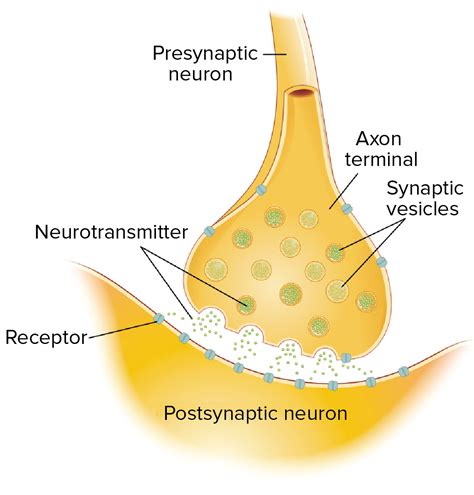 Neuron Synapse Diagram Labeled