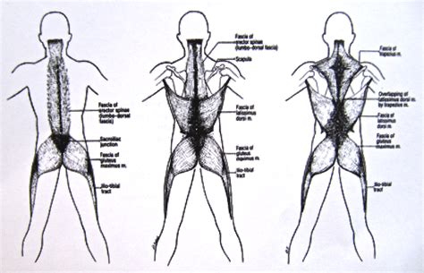 Notes on Anatomy and Physiology: Function of the Thoracolumbar Fascia, Part 2