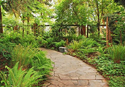 These 6 Dry-Tolerant Ferns Provide Vertical Accents And Fine Texture In Shade Planting ...