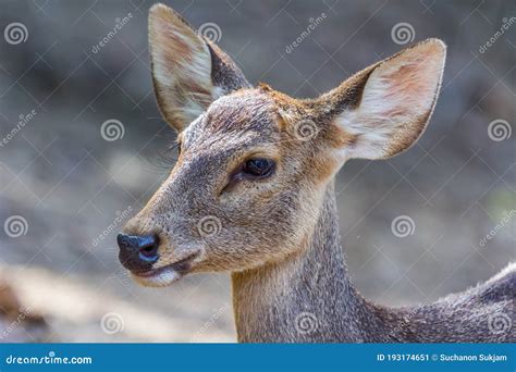 Deer Close-up,beautiful Muzzle Of A Young Deer Looking Into The Lens Camera. Royalty-Free Stock ...