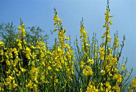 Spanish Broom : Photos, Diagrams & Topos : SummitPost