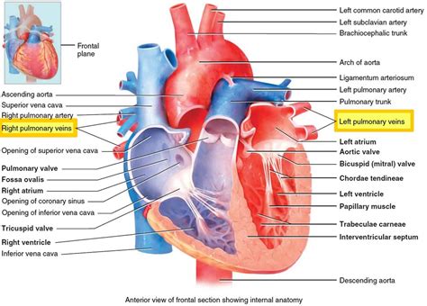 Pulmonary vein anatomy, function, location, ablation, stenosis & thrombosis