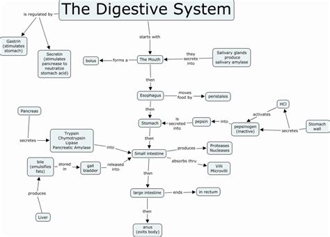 Biology Concept Map Template | EdrawMind