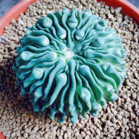 These 17 Unusual Plants Just Prove Nature Can Be Weird Sometimes