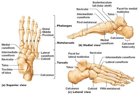 Bones In A Foot Diagram