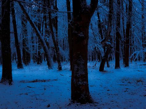 Dark Snowy Forest Images – Browse 32,229 Stock Photos, Vectors, and Video | Adobe Stock