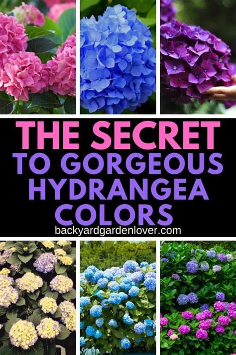 How To Change Hydrangea Colors - Easy Tweak To Get Pink, Blue & Purple Flowers