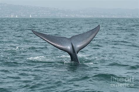 Blue Whale Fluke Photograph by Loriannah Hespe