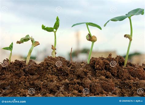 Plant Growth-Stages Of The Plant Development Royalty Free Stock Image - Image: 20694676