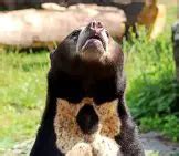 Sun Bear - Description, Habitat, Image, Diet, and Interesting Facts