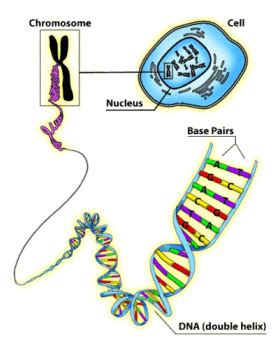 Do Identical Twins Have the Same DNA? - Twin Pickle