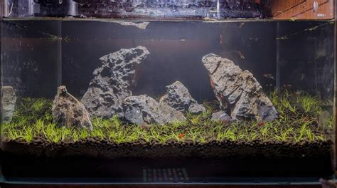 first attempt at an iwagumi, I underestimated how difficult it was : r/PlantedTank