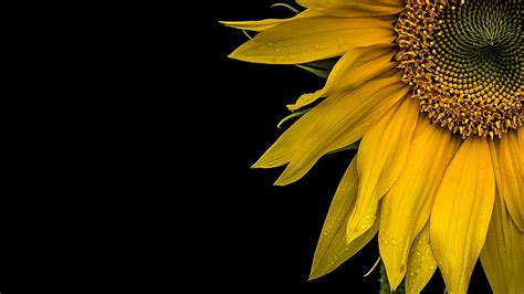 Sunflower 1080P, 2K, 4K, 5K HD wallpapers free download | Wallpaper Flare