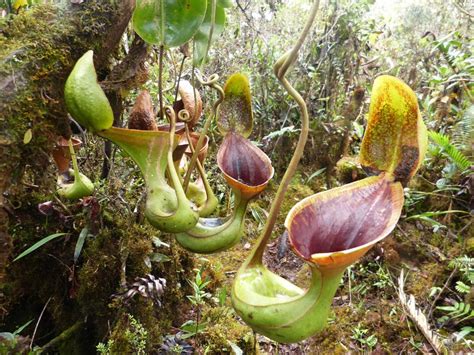 The weird world of carnivorous plants ⋆ Johnvanderwerf.nl