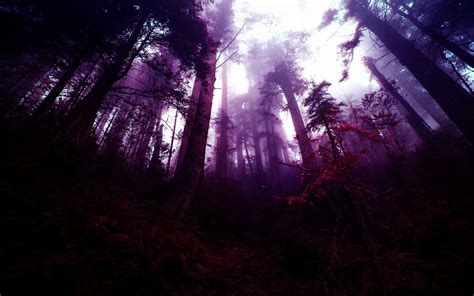 Purple Forest Wallpapers - Top Free Purple Forest Backgrounds - WallpaperAccess