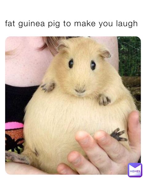 fat guinea pig to make you laugh | @spacemarine | Memes