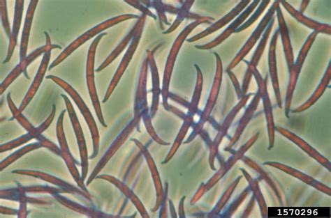 Fusarium root rot and wilt (Fusarium oxysporum)