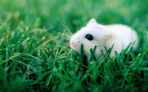 Hamster Wallpaper (64+ pictures) - WallpaperSet