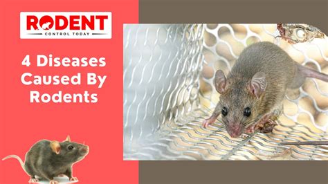 Diseases Caused By Rats & Rodents in Humane | Rodent Control Today