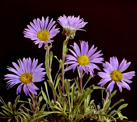 Beautiful Hand-Coloured Lantern Slides of Canadian Flowers (1920) - Flashbak