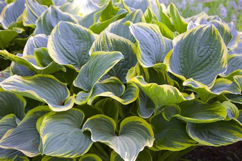 The Most Desirable Hostas for Your Shade Garden - The Habitat