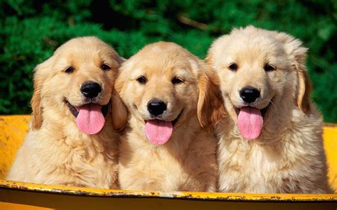 Golden Retriever Puppies | [#] Lunawsome