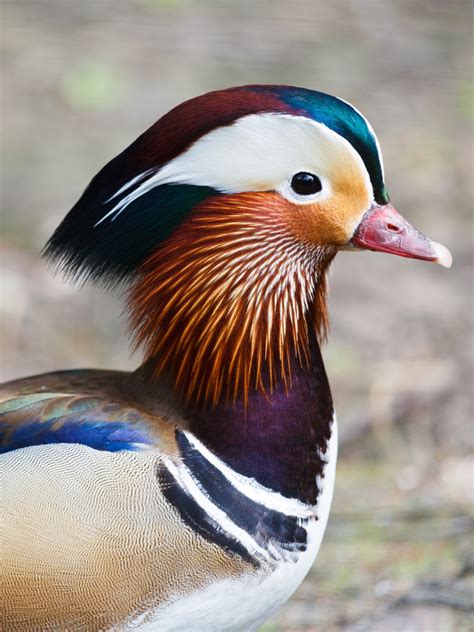 Mandarin Duck Free Stock Photo - Public Domain Pictures