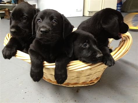 Black Labrador Puppies | Male Models Picture